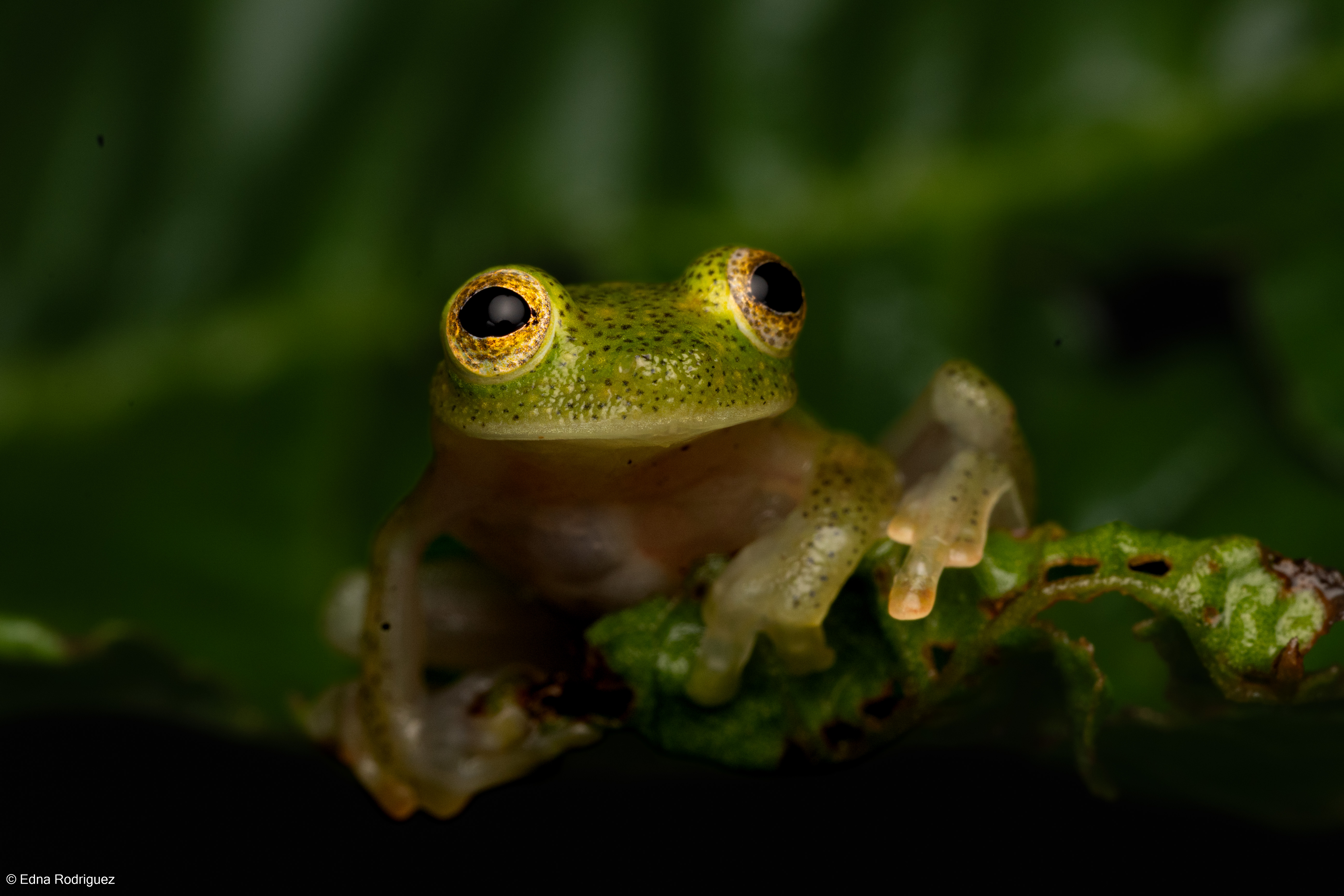 Hyalinobatrachium sp.jpg